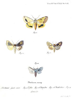 İllüstrasyon kelebek. Eski resim