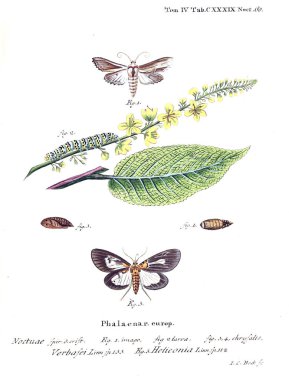 İllüstrasyon kelebek. Eski resim