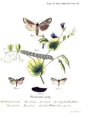 İllüstrasyon kelebek. Eski resim