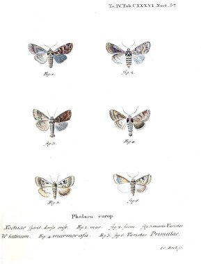 İllüstrasyon kelebek. Eski resim