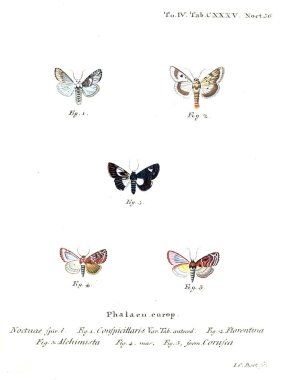 İllüstrasyon kelebek. Eski resim