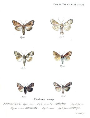 İllüstrasyon kelebek. Eski resim