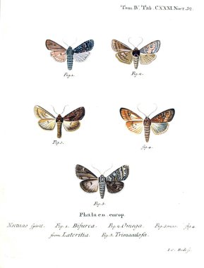 İllüstrasyon kelebek. Eski resim