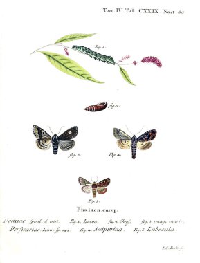 İllüstrasyon kelebek. Eski resim