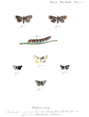 İllüstrasyon kelebek. Eski resim