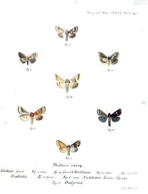 İllüstrasyon kelebek. Eski resim