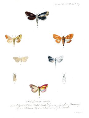 İllüstrasyon kelebek. Eski resim