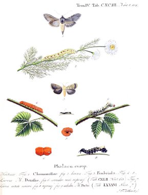 İllüstrasyon kelebek. Eski resim