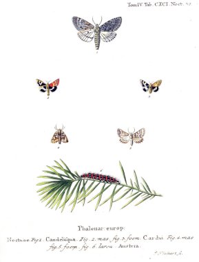 İllüstrasyon kelebek. Eski resim