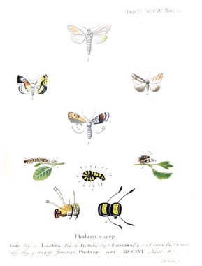 İllüstrasyon kelebek. Eski resim