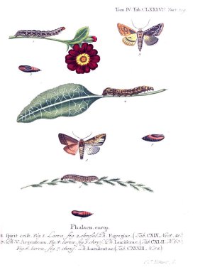 İllüstrasyon kelebek. Eski resim