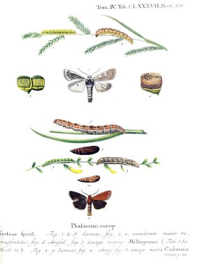 İllüstrasyon kelebek. Eski resim