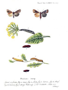 İllüstrasyon kelebek. Eski resim