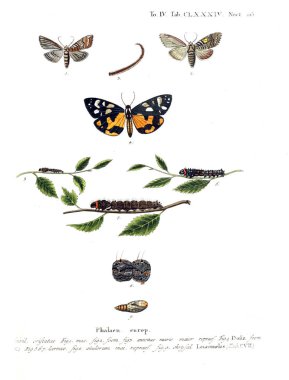 İllüstrasyon kelebek. Eski resim