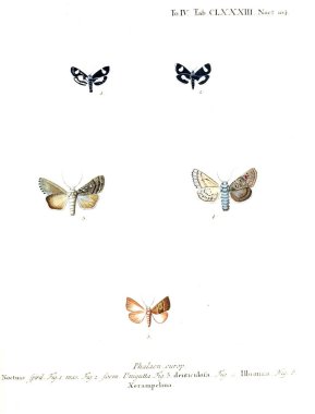 İllüstrasyon kelebek. Eski resim