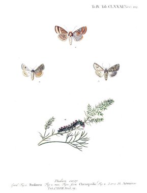 İllüstrasyon kelebek. Eski resim