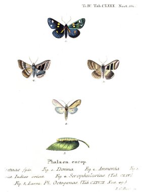 İllüstrasyon kelebek. Eski resim