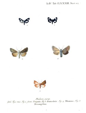 İllüstrasyon kelebek. Eski resim