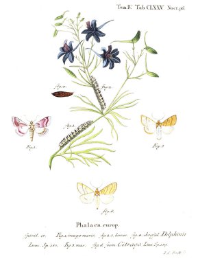 İllüstrasyon kelebek. Eski resim