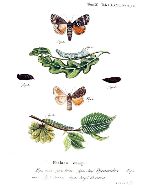 İllüstrasyon kelebek. Eski resim