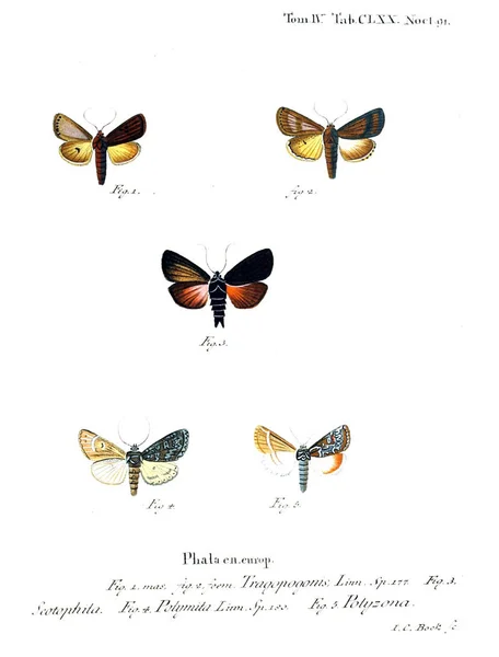Illustration Fjärilar Gamla Bilden — Stockfoto