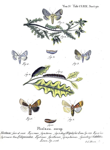 İllüstrasyon kelebek. Eski resim