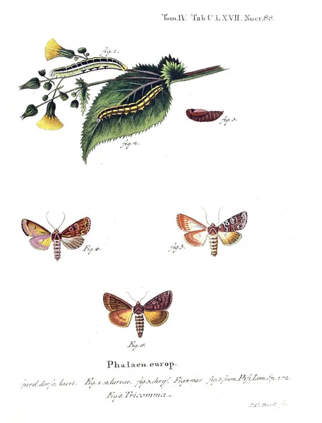 Illustratie Van Vlinders Oude Beeld — Stockfoto