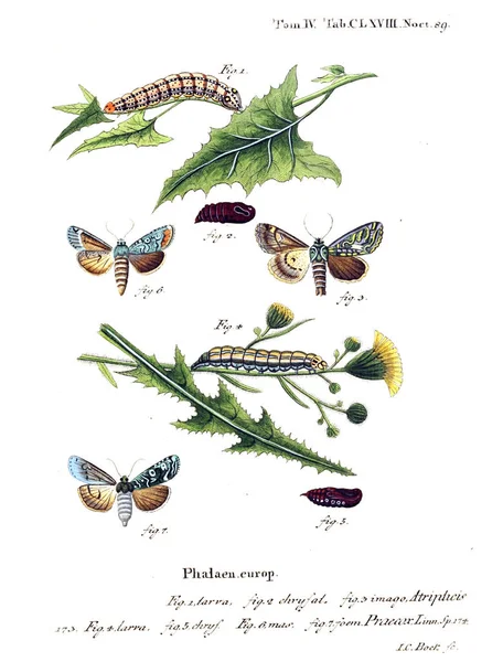 İllüstrasyon kelebek. Eski resim