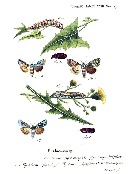 Иллюстрация Бабочек Старое Изображение — стоковое фото