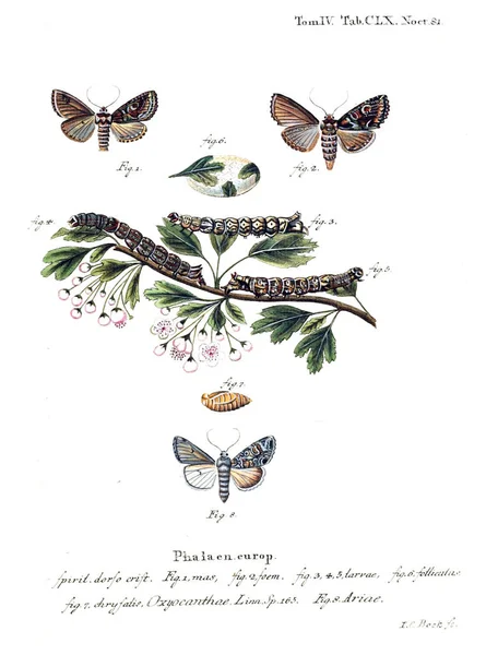 Illustration Papillons Ancienne Image — Photo