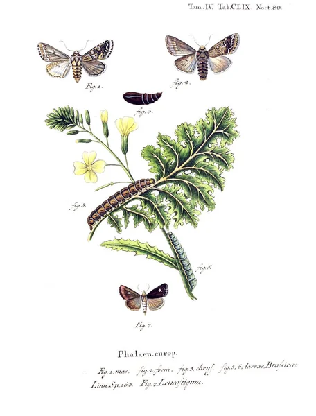 İllüstrasyon kelebek. Eski resim