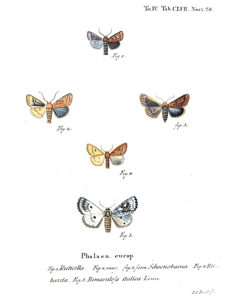 Illustration Papillons Ancienne Image — Photo