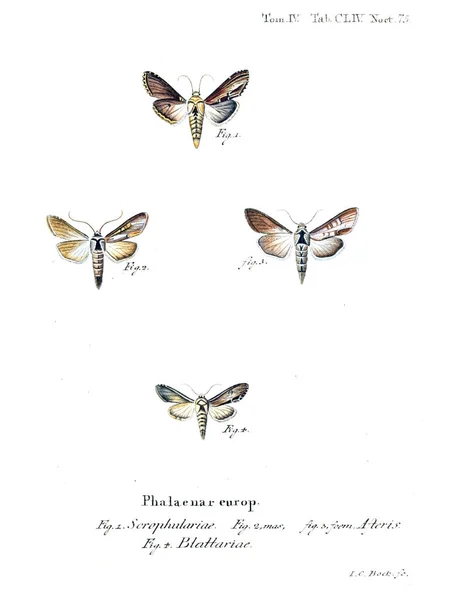 Illustration Papillons Ancienne Image — Photo