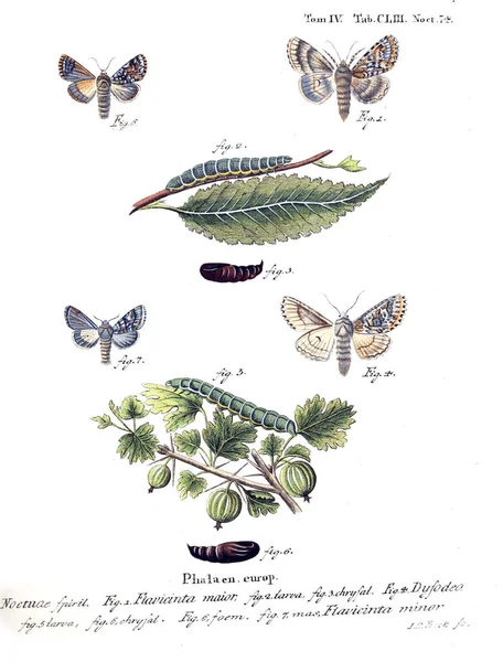 İllüstrasyon kelebek. Eski resim