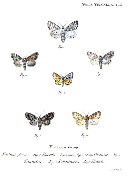 Ilustración Mariposas Imagen Antigua — Foto de Stock