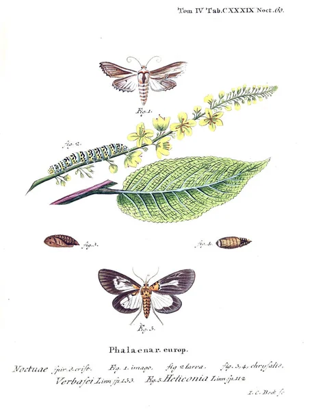 İllüstrasyon kelebek. Eski resim