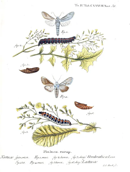 İllüstrasyon kelebek. Eski resim
