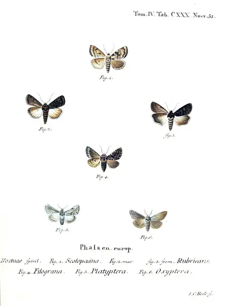 Illustration Papillons Ancienne Image — Photo