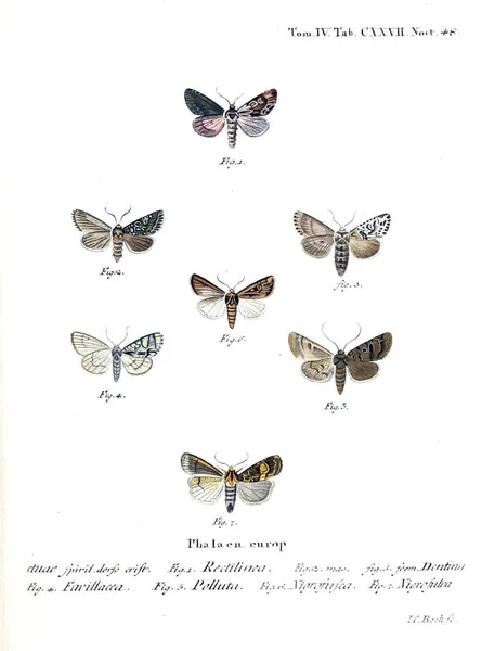 Illustration Papillons Ancienne Image — Photo