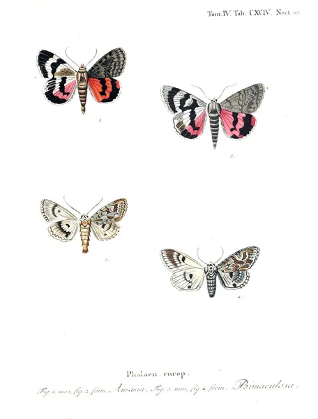 Illustration Butterflies Old Image — Stock Photo, Image