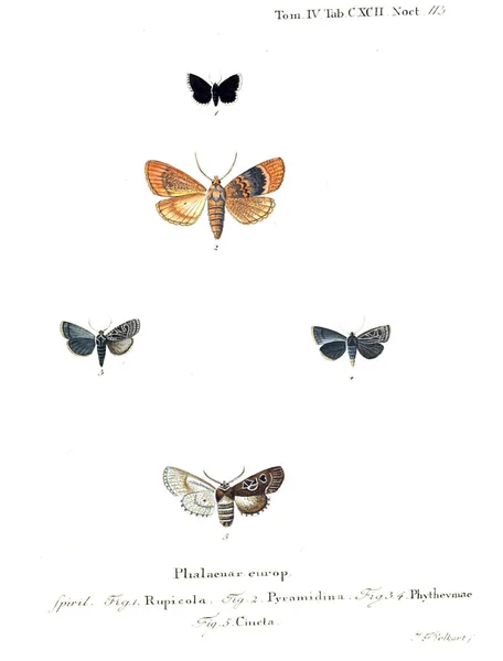 Ilustracja Motyli Stary Obraz — Zdjęcie stockowe
