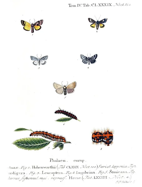 蝶のイラスト 古いイメージ — ストック写真