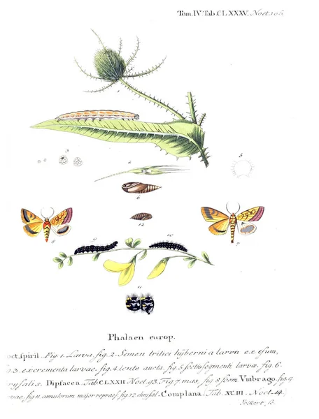 Illustration Papillons Ancienne Image — Photo