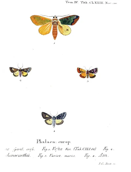 Illustration Papillons Ancienne Image — Photo