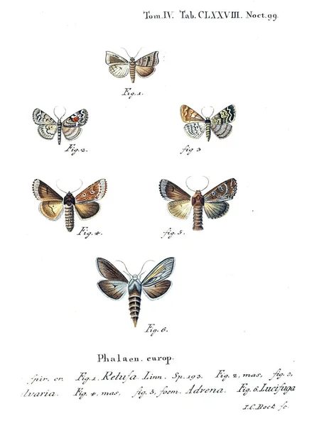 Ábra Pillangók Régi Kép — Stock Fotó
