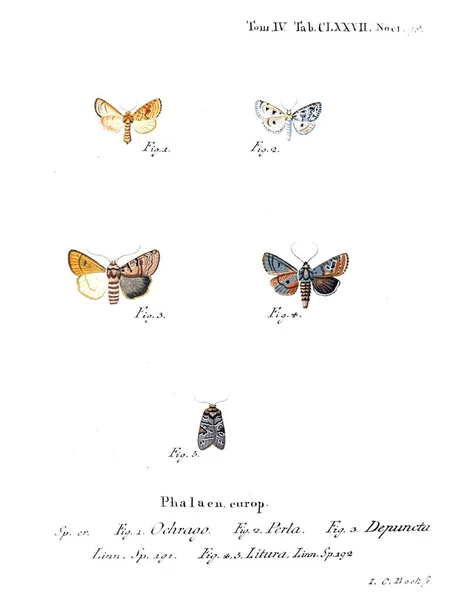 蝴蝶的例证 旧图像 — 图库照片