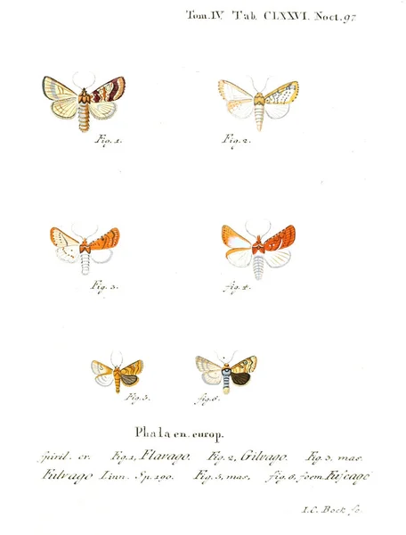 Ábra Pillangók Régi Kép — Stock Fotó