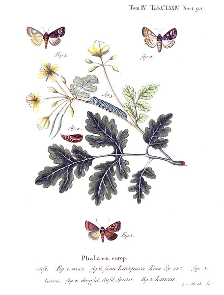 İllüstrasyon kelebek. Eski resim