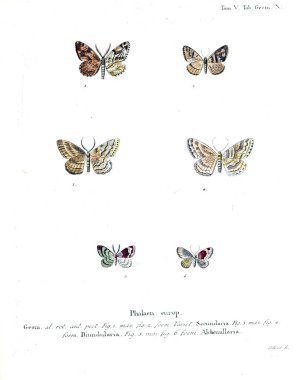 İllüstrasyon kelebek. Eski resim