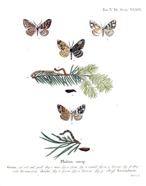 İllüstrasyon kelebek. Eski resim